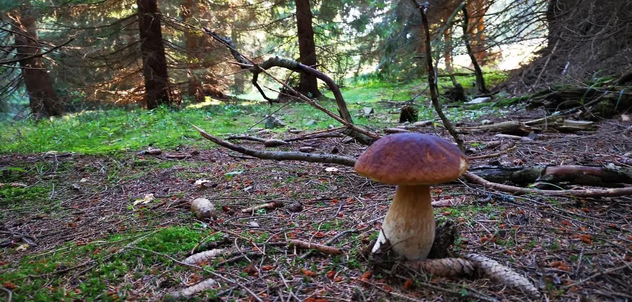 Pokoje U Orla W Szklarskiej Porebie Szklarska Poręba